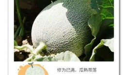 吃甜度最高的瓜