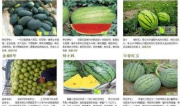 吃瓜群众文章合集