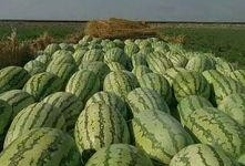 梦见买瓜给逝者吃,买瓜祭奠，穿越生死情缘