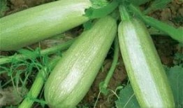 吃白瓜致癌,科学解读与饮食安全