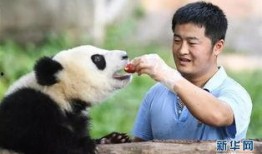 熊猫吃瓜要吃瓜的图片,瓜果飘香，熊猫吃瓜乐趣多