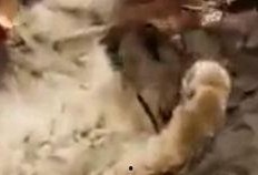 大白鹅吃瓜,大白鹅的夏日瓜果盛宴