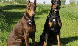 杜宾犬吃瓜现场照片真实,萌态十足引网友热议