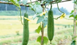 吃司瓜中毒,症状、原因及预防措施