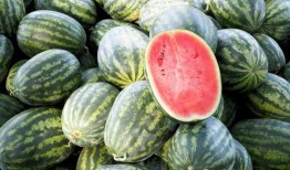 中国各地吃瓜速度,地域特色与生活节奏的缩影