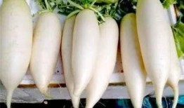 吃白瓜治癌,揭秘其抗癌功效与食用方法