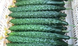 黑亮吃瓜网,揭秘娱乐圈幕后故事，带你领略明星真实生活