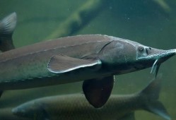 吃瓜系统鱼幼薇,吃瓜系统中的美食探索之旅