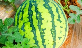 网络上有什么瓜吃,盘点近期热门“瓜”料，揭秘娱乐圈幕后故事