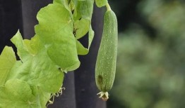 我是吃瓜系统,揭秘娱乐圈幕后真相