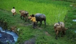 农村许半夏养猪吃瓜,瓜田飘香农村新篇章