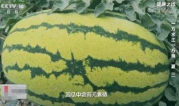 阳光健康吃瓜视频,揭秘夏日消暑美食秘籍