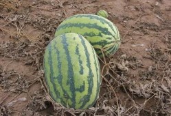 小苏吃瓜,揭秘娱乐圈那些不为人知的幕后故事