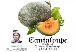 吃瓜群众推荐歌曲,盘点那些让人一秒入坑的爆款歌曲