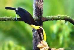 尼加拉瓜吃巨嘴鸟,居民共享巨嘴鸟美食文化