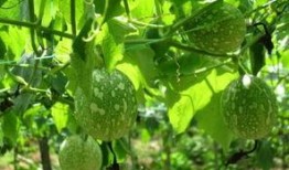 什么动物吃吊瓜,揭秘哪种动物是它的天然美食家