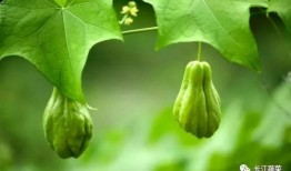 在年代吃瓜致富,揭秘吃瓜致富的传奇故事