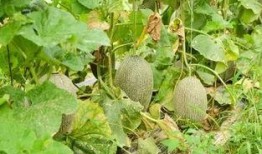 吃瓜中,一场全民参与的狂欢盛宴