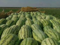 梦见买瓜给逝者吃,买瓜祭奠，穿越生死情缘