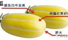 吃瓜牙掉了,吃瓜群众不慎掉牙，引发社会热议