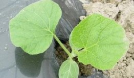 杭州318吃瓜,一场盛夏的瓜田盛宴