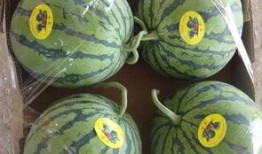 来沛县吃瓜,来沛县吃瓜，品味地方特色