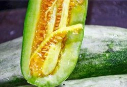 可以吃瓜的网红,揭秘网红们的美食盛宴