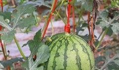 施瓜咋吃,解锁夏日美味新境界