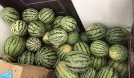 康县吃瓜几个视频,揭秘当地特色美食背后的故事