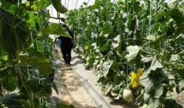 吃瓜视频入口,带你走进热门娱乐资讯的世界