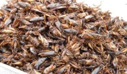 地皮虫吃小瓜吗,揭秘它们是否吃小瓜