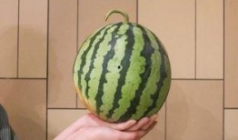 杭州318吃瓜,一场盛夏的瓜田盛宴