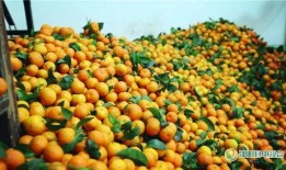 邵阳吃瓜新闻,揭秘当地热点事件背后的真相与争议