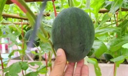 炸瓜可以吃吗,美味还是危险？揭秘炸瓜的安全性