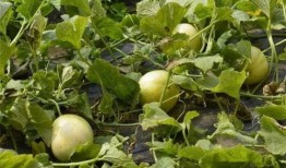 梦到买甜瓜吃瓜,甜蜜瓜果之旅