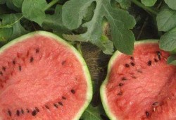 哈尔滨女的吃瓜