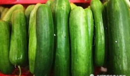 瓜有点熟可以吃嘛,判断瓜是否可食的实用指南