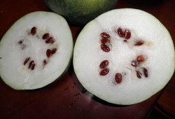 喜籽瓜可以吃吗,美味可口的天然零食探索