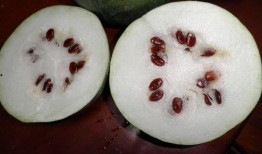 喜籽瓜可以吃吗,美味可口的天然零食探索