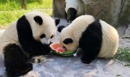 圆润熊猫吃瓜,圆润熊猫的甜蜜瓜果时光