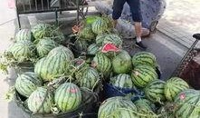 费县园林吃瓜事件,一场引发热议的公共道德风波