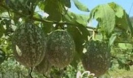 什么动物吃吊瓜,揭秘哪种动物是它的天然美食家