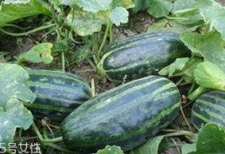 吃脆瓜有没有好处,揭秘吃脆瓜的五大好处