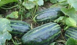 吃脆瓜有没有好处,揭秘吃脆瓜的五大好处