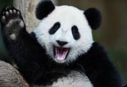 圆润熊猫吃瓜,圆润熊猫的甜蜜瓜果时光