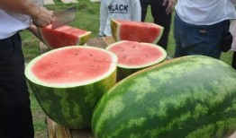 大河吃瓜,探寻民间美食的传承与创新