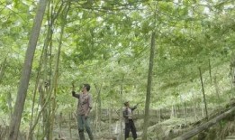 在年代吃瓜致富,揭秘吃瓜致富的传奇故事