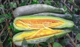 梵梵吃瓜网红,揭秘网红背后的瓜田生活