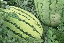 海角社区怎么吃瓜,揭秘热门吃瓜指南，轻松解锁社区热点