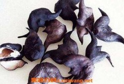 黄守瓜吃菱角,黄守瓜与菱角的奇妙邂逅